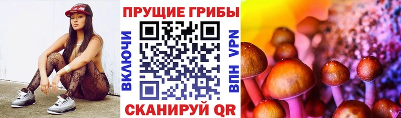 Купить где  Пудож  Псилоцибиновые грибы Psilocybine cubensis 